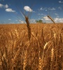 Los liberales consideran 1916 como el año dorado de la Argentina agroexportadora (Fuente: NA)