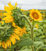 El girasol (no confitero) pagará una retención del 15 por ciento. (Fuente: Adrián Pérez)