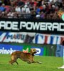 En el San Lorenzo-Unión (0-0) de la tercera fecha, un simpático perro demoró la historia. (Fuente: Julio Martín Mancini) (Fuente: Julio Martín Mancini)