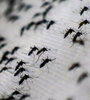 El mosquito que asola la ciudad de las diagonales es el Aedes albifasciatus.