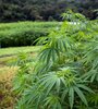 La industria del cannabis crece a medida que se legaliza su consumo
