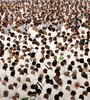 Al menos 550 personas murieron insoladas en la peregrinación a La Meca. (Fuente: EFE)