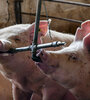 El origen es la carne mal elaborada de cerdos infectados.