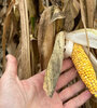 La chicharrita atacó la cosecha de maíz en el centro y norte del país