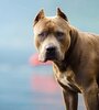 Condenaron a 8 años de prisión al dueño de un Pitbull que mató a una niña de 10 años