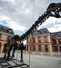 El fósil, bautizado Vulcain, se exhibe a partir de este sábado y hasta su subasta en el invernadero del castillo Dampierre-en-Yvelines, en las afuerad de París (Fuente: AFP)