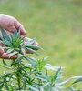 El Gobierno formalizó los nuevos requisitos de inscripción al Reprocann (Fuente: Freepik)