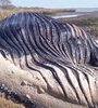 Hallaron una ballena muerta en las costas del río de La Plata (Imagen: redes sociales)