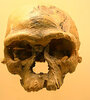 El cráneo del homo sapiens hallado en Marruecos. (Fuente: Wikimedia)