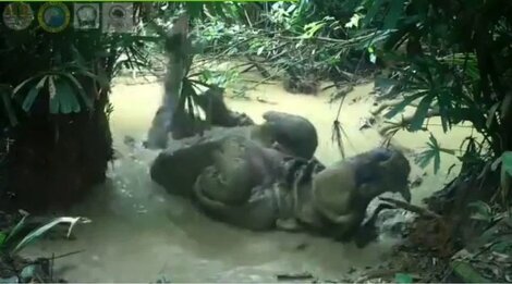 Un exótico rinoceronte en Indonesia fue filmado mientras se bañaba en el barro
