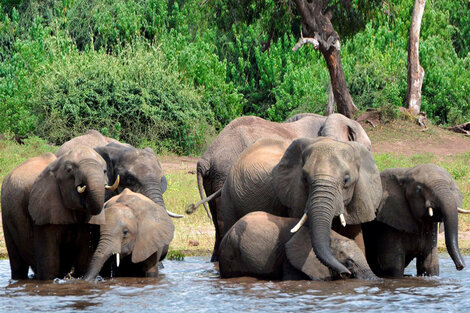 Misterio por la muerte de más de 350 elefantes en Botsuana