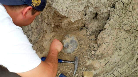 Hallaron restos de un perezoso gigante en Corrientes