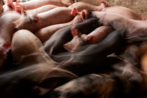 La exportación de carne porcina: ¿oportunidad o desastre ambiental?