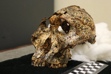 Sudáfrica: Hallan el cráneo de una especie humana extinta hace 2 millones de años