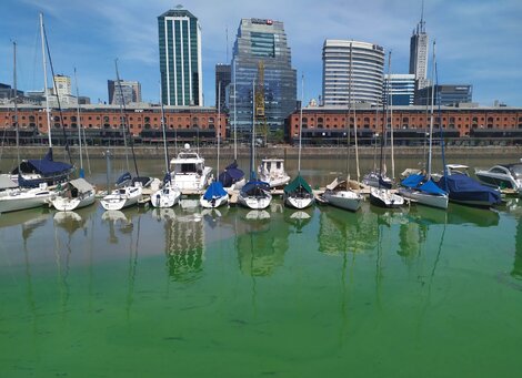 Sorpresa en el Delta y Puerto Madero: el agua amaneció de color verde