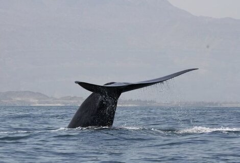 Prometedor hallazgo: encontraron una nueva población de ballena azul 