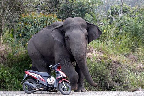 Un elefante salvaje mató a un turista que acampaba en Tailandia