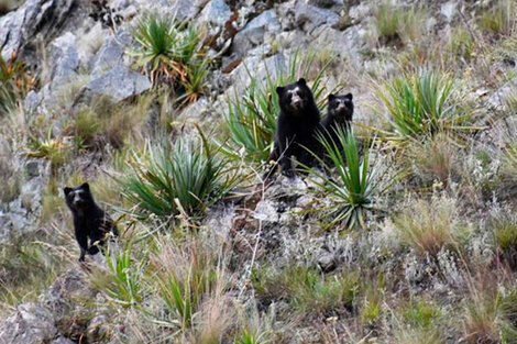 Los osos de anteojos que aparecieron en Machu Picchu