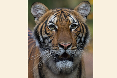 Una tigresa de un zoo de Nueva York dio positivo de Covid-19