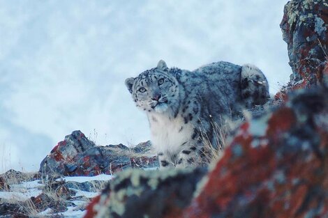 Fotografían a un leopardo de las nieves, una de las especies más exóticas del mundo