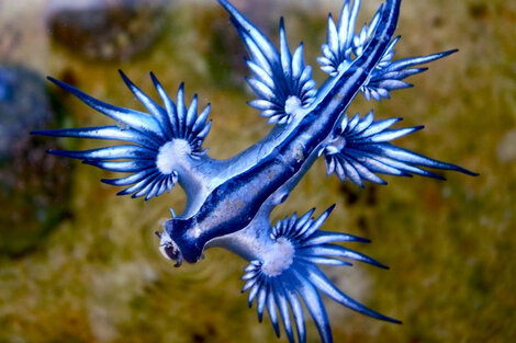 Dragones azules, los increíbles animales que aparecieron en Estados Unidos