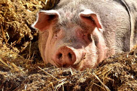 Más de 90 mil cerdos están siendo sacrificados por la crisis del coronavirus