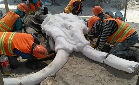 Encontraron restos de 60 mamuts donde se construye el nuevo aeropuerto de Ciudad de México