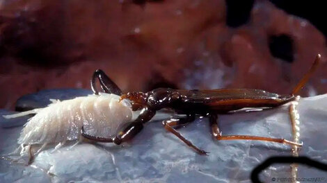 Los insólitos animales encontrados en una cueva aislada por cinco millones de años