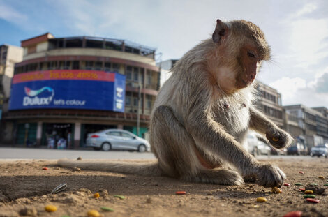 Tailandia intenta recuperar el control de Lopburi, “la ciudad de los monos”