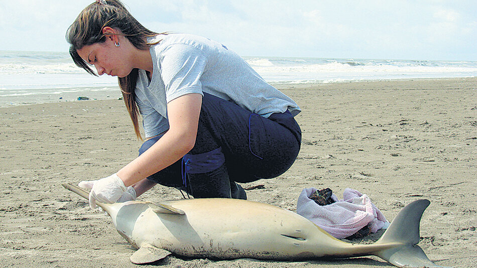 Delfines sobre la playa