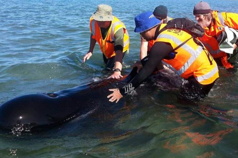 Nueva Zelanda rescató a decenas de ballenas varadas en su costa