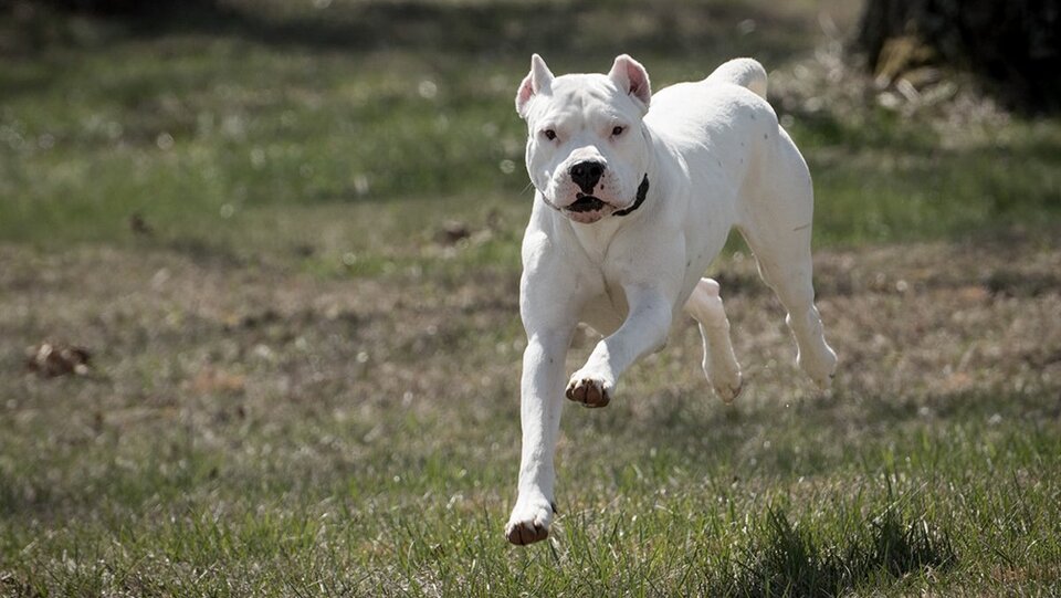 La Plata: abren registro de perros de razas potencialmente peligrosas