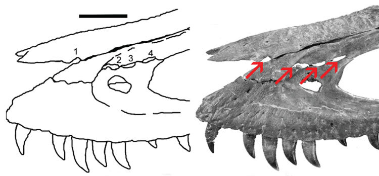 Cnll Novidade interativa mordaça de mão tiranossauro gags