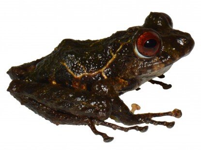 Descubren en Ecuador una nueva especie de rana y la bautizan Led Zeppelin