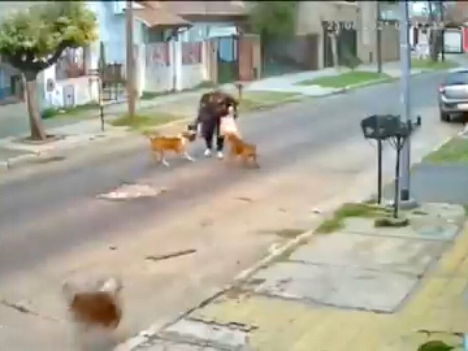 Tres perros pitbull atacaron a una mujer en la calle 