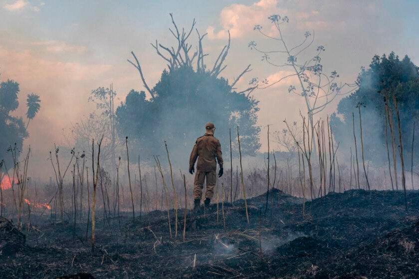 El 85% de las especies amenazadas pierden buena parte de su hábitat por los incendios en el Amazonas