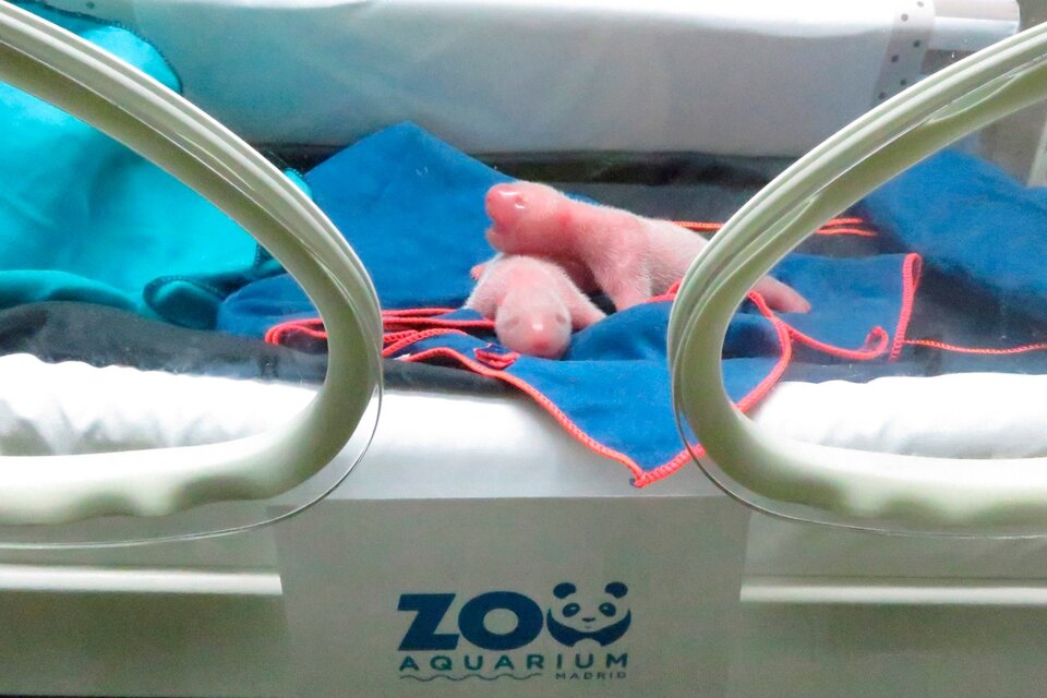Nacieron dos pandas gigantes gemelos en el zoo de Madrid