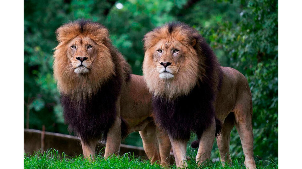 Seis leones y tres tigres contrajeron coronavirus en el zoo de Washington DC
