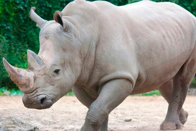 Murió en Italia el rinoceronte blanco más viejo del mundo