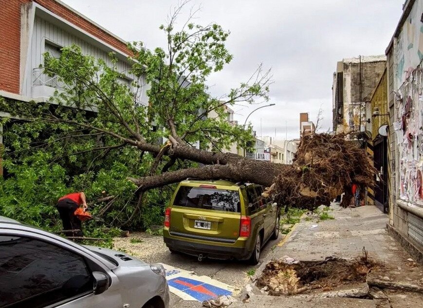 Las consecuencias del temporal de viento: destrozos, caída de árboles y voladura de techos