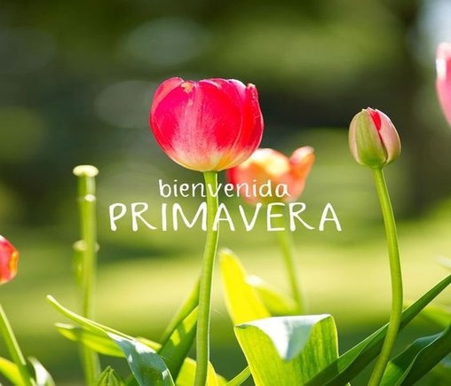 Feliz Día de la Primavera! 15 frases e imágenes para dedicar y enviar por  WhatsApp | Jornada de festejos en todo el país | Página12