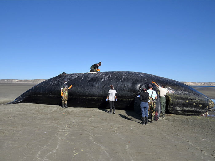 656269-ballena-20franca-20muerta-20chubut-20-281-29