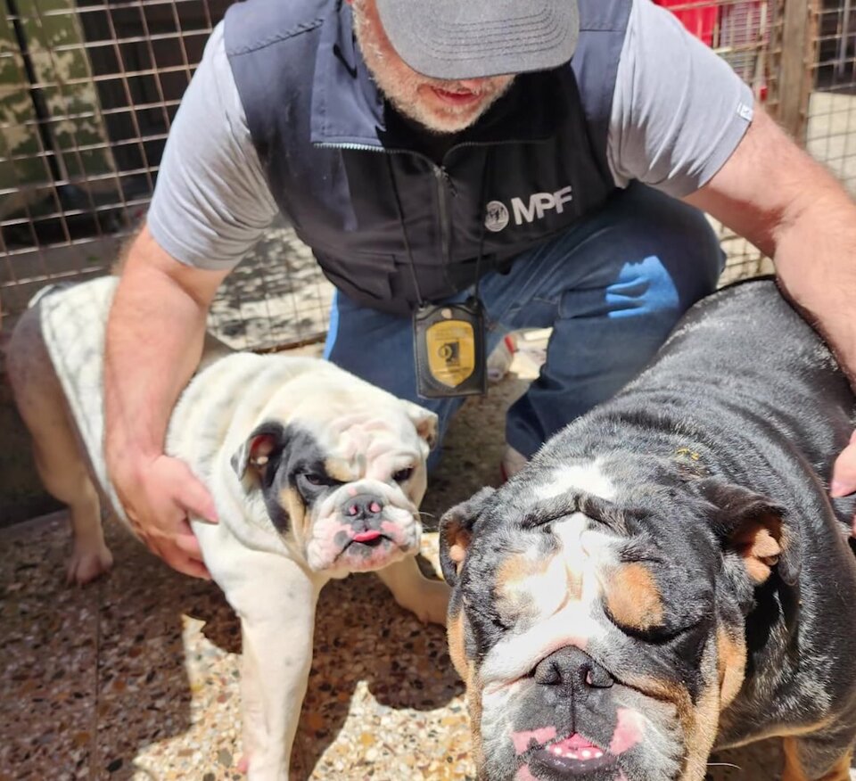 Allanaron un criadero ilegal de perros en Villa Urquiza