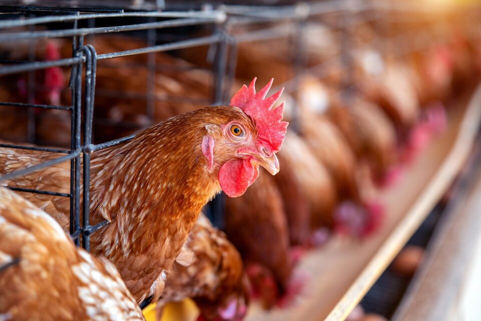 Alerta sanitaria preventiva por un brote de gripe aviar 