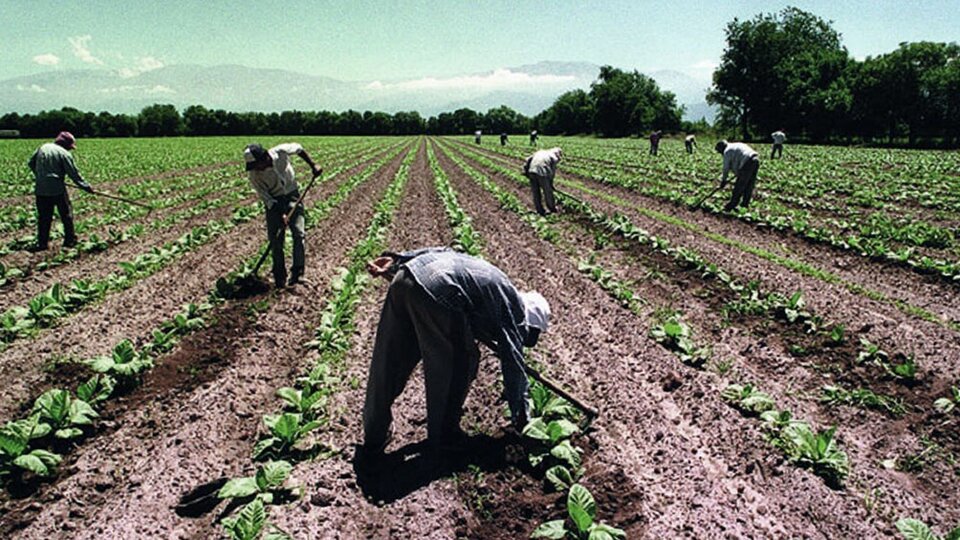 El Gobierno dispuso el pago de un bono adicional de $26 mil para los trabajadores rurales
