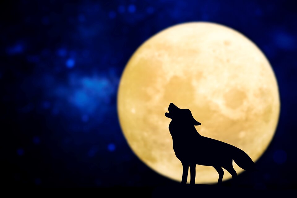 Luna de Lobo 2023: cuándo será la primera luna llena de enero | Por qué se  llama así | Página|12