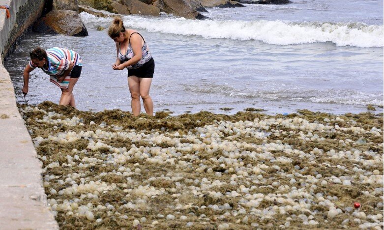 Mar del Plata: las playas del centro aparecieron cubiertas de algas y huevos de caracoles