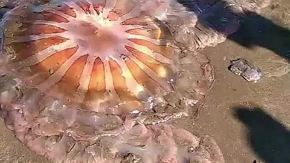 Sorpresa en Mar del Plata tras la aparición de una medusa gigante en la costa
