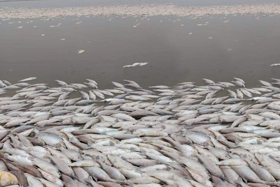 Confirman que los peces de la laguna de Santa Fe fallecieron por falta de oxígeno en el agua