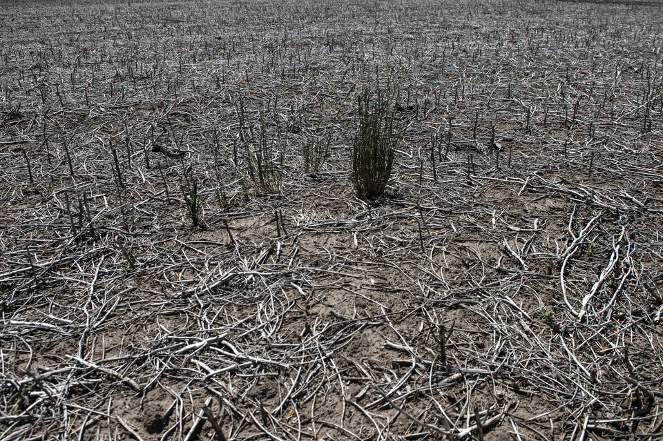 Sequía: ¿a quién ayudar?
